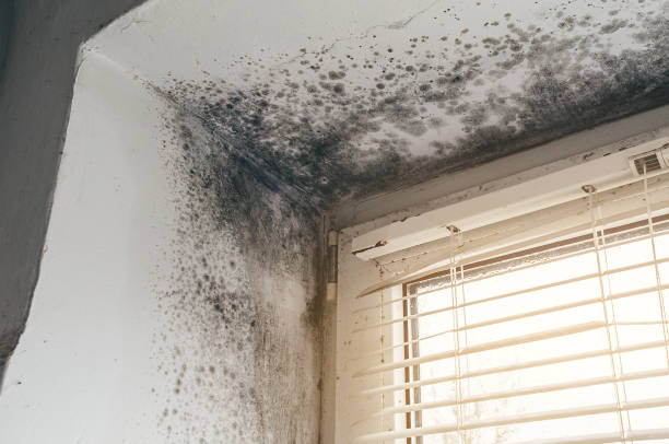 Affordable Black Mold Remediation solutions in Beallsville, MD